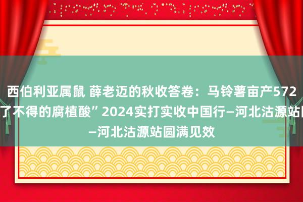 西伯利亚属鼠 薛老迈的秋收答卷：马铃薯亩产5720公斤 “了不得的腐植酸”2024实打实收中国行—河北沽源站圆满见效